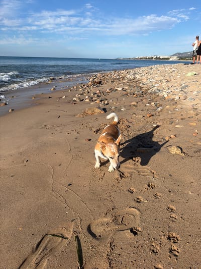 The image displays a sunlit beach scene in Mont-roig del Camp, Spain, captured across the sand towards the sea and horizon.
The primary subject is a brown and white dog, possibly a beagle, lying on its back or side in the foreground, appearing to roll or relax in the sand. Its elongated shadow stretches out, indicating bright sunlight from a low angle, suggesting either morning or late afternoon. The dog is wearing a collar.
The beach features light brown sand, with numerous small, smooth pebbles and rocks concentrated closer to the water's edge. The sand shows various impressions, including distinct dog paw prints and human footprints.
To the left, the calm blue sea meets the shore with gentle, frothy waves. Along the distant horizon, a coastline with scattered buildings and mountainous terrain is visible. In the upper left, two people are partially visible, standing near the water's edge, partially silhouetted against the bright sky.
The sky above is clear and blue, dotted with a few wispy white clouds. The overall impression is one of a peaceful and sunny day at the beach. No visible text is present within the image.