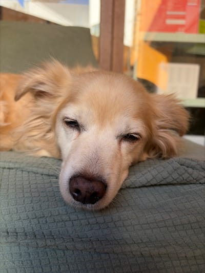 A golden retriever rests its head on a textured, light green surface. The dog's fur is a light, creamy color, and its eyes are partially closed, suggesting relaxation. The dog's nose is a prominent, dark brown color. In the background, a window reflects a blurred scene of orange and red objects. The overall composition conveys a sense of comfort and tranquility.