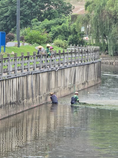 In Xihu District, China, two individuals are engaged in fishing using nets near a concrete embankment. One person, wearing a straw hat and a dark garment, is partially submerged in the water, working with a net. The other individual, also in a straw hat and a green and dark uniform, is in the water with a net, appearing to be collecting something from the water's surface. A network of ropes with buoys extends across the water, connected to their fishing equipment. Above them, a wooden railing lines the top of the embankment, and several people are visible standing on it, some wearing hats and observing the activity in the water. The environment consists of a body of water with reflections of the concrete wall and surrounding greenery, which includes trees and grass. A street light pole stands on the grassy area behind the railing, and a blue structure is visible further in the background.