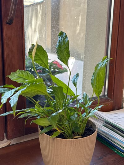 The image shows a houseplant with glossy green leaves in a beige, textured pot, placed on a wooden windowsill. The pot is positioned to the right of the frame, with the plant's foliage spilling out and towards the left. The background is dominated by a window, which reflects the outdoors and interior of the room, showing what appears to be a hint of a red flower in the reflection. The window is framed by dark wooden trim. To the right of the pot, a stack of papers or binders with colorful spines is visible, suggesting a workspace or study area. The lighting appears to be natural, coming from the window, casting soft shadows and highlighting the plant's leaves. The overall scene evokes a quiet, indoor setting, possibly a home or office. No people are visible in the image. The time of day is not explicitly indicated, but the natural light suggests daytime. The location is Łódź, Poland. There is no visible text in the image.