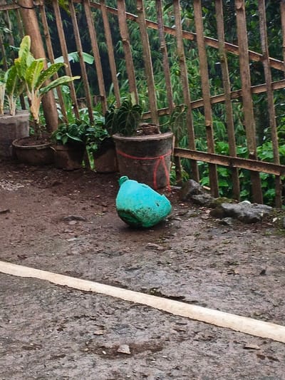 A turquoise plastic container sits near a white line on a dark, wet surface. Several potted plants line the background, set against a fence made of thin bamboo-like poles. Green foliage grows behind the fence. The scene is dimly lit, emphasizing the contrast between the turquoise container and the muted surroundings.