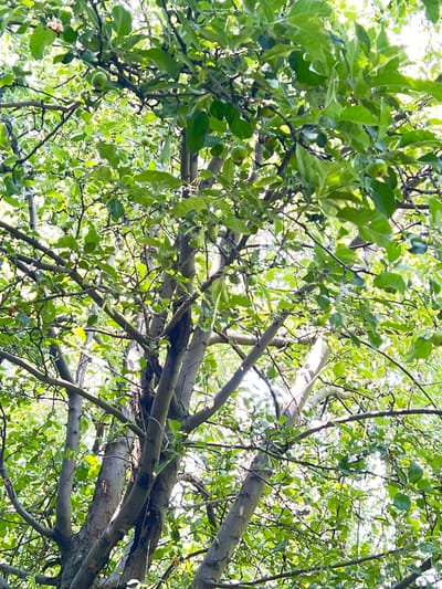 This is a vertical, eye-level, outdoor photograph taken in a natural setting, likely a garden or orchard. The image is dominated by the dense foliage of a tree, with numerous branches and bright green leaves filling the frame. Sunlight filters through the leaves, creating a dappled effect and a slightly overexposed background. Several small, round, green objects, consistent with young fruit such as apples, are visible scattered amongst the leaves. The trunks and larger branches of the tree are thick and gnarled, suggesting maturity. The overall impression is one of lush, verdant growth. There are no people or animals visible in the image. The photograph does not contain any specific visual cues that would allow for the precise identification of its location within the city of Баяндай, Kazakhstan.