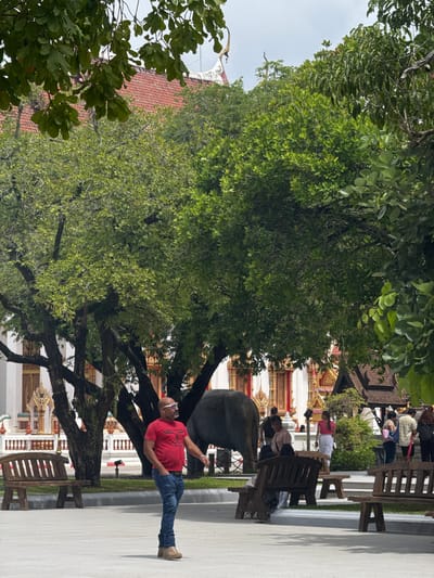In Chalong, Thailand, a man wearing a red t-shirt and blue jeans stands on a paved walkway in front of a temple. To his left, a large, dark elephant is visible, partially obscured by a tree. Behind the elephant and the man, a white temple building with ornate gold detailing and a red tiled roof is present. Several other individuals are also in the background, some walking and others standing near benches. Wooden benches are situated in the foreground and mid-ground. Lush green trees with dense foliage dominate the upper portion of the image, casting shadows. The sky is overcast.