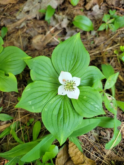 A single, white, four-petaled flower with a green and brown pistil is centered on a bed of vibrant green leaves. The flower is small and delicate, with each petal slightly pointed at the tip. The leaves surrounding the flower are broad and ovular, with prominent veins. The flower and leaves are set against a backdrop of dry leaves, pine needles, and sparse green foliage on the ground. The lighting suggests an outdoor, possibly shaded environment. The scene is located in Saint-Alban, Canada.