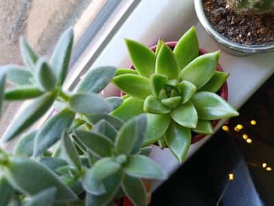 The image shows a close-up of several succulent plants on a windowsill. In the foreground, to the left, is a fuzzy succulent with elongated, pointed leaves. To the right, a bright green succulent with thick, pointed leaves arranged in a rosette pattern is in focus, growing in a dark pink pot. Behind these, to the right, is a portion of another potted plant, possibly a cactus, with soil visible in a silver pot. The windowsill itself is white. In the background, a window with a textured surface is visible. To the right of the plants, out of focus, are small, warm-toned LED lights, suggesting a decorative string of lights. The scene is lit by natural light coming from the window. The image does not depict any people, actions, or interactions. The location is not specified as Svilengrad, Bulgaria.