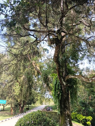 A winding road bordered by lush greenery leads to a glimpse of parked motorcycles. Tall trees dominate the view, their branches adorned with ferns and moss, creating a shaded canopy. A blue signpost stands to the left, partially obscured by leaves. The scene evokes a sense of tranquility and nature's embrace along the roadside.