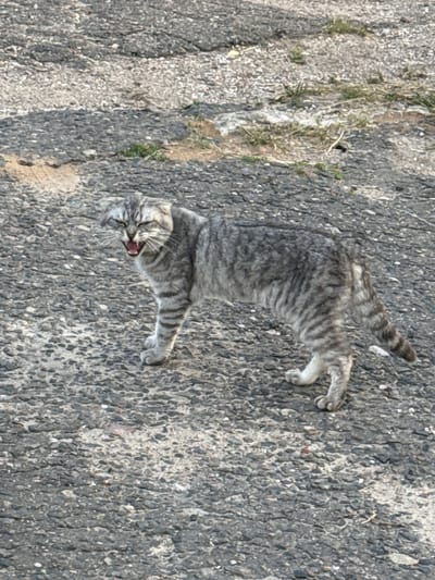 A grey tabby cat with its mouth open and teeth bared stands on a textured asphalt surface. The cat is facing left, with its body angled towards the viewer. Its fur is patterned with dark stripes on a lighter grey background. The asphalt surface appears to be outdoors, with some small patches of dry grass and debris scattered across it. The lighting suggests it is daytime, with shadows cast on the ground. The image is taken from a medium distance, capturing the cat from its head to its hindquarters.