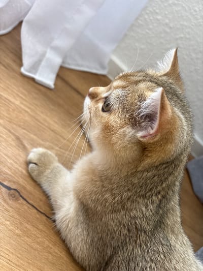 A close-up, eye-level shot shows a young, golden-furred cat lying on a wooden floor. The cat's head is turned to the left, and its gaze is directed downwards. Its fur is a mix of golden and brown stripes, with white fur visible on its chest and paws. The cat's ears are prominent, with delicate white fur lining their inner edges. Long, white whiskers extend outwards from its muzzle.

In the background, to the left of the cat, a white sheer curtain is draped, its fabric creating soft folds. The floor appears to be made of light-colored wood planks, with subtle grain patterns visible. The lighting suggests daytime, possibly late morning or early afternoon, as natural light streams in from the side, illuminating the scene.

The cat appears relaxed and perhaps curious, observing something on the floor. There is no visible text in the image. The overall impression is one of domestic tranquility, capturing a quiet moment with a pet. The location context is Bönnigheim, Germany.