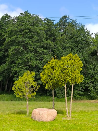 The image depicts a serene outdoor scene with a clear blue sky dotted with a few wispy clouds. In the foreground, a large, smooth, pinkish-brown boulder rests on a lush green lawn. To the right of the boulder, three slender trees with vibrant green foliage stand close together. To the left of the boulder, a single, smaller tree with lighter green leaves stands alone. Behind these elements, a dense wall of mature green trees forms the background, creating a natural backdrop. The environment appears to be a park or a natural area, possibly in Laskino, Russia, given the context. There are no people or animals visible in the image, and no discernible actions or interactions are taking place. The overall impression is one of tranquility and natural beauty.