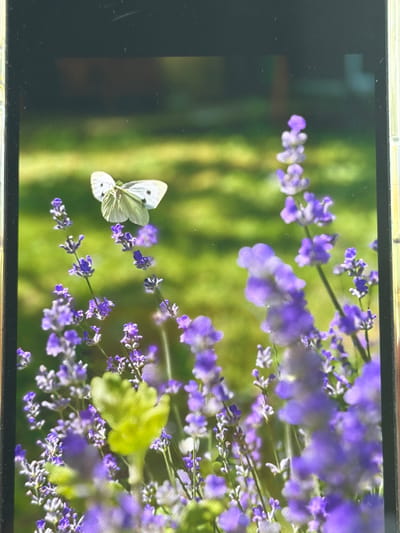 A macro photograph showcases a white butterfly with black spots in flight above a cluster of blooming purple lavender plants. The background is a softly blurred green field. The image appears to be captured on a sunny day. The scene is likely located in a garden or natural area within the city of Oryahovo, Bulgaria, given the presence of lavender, a plant often cultivated in the region. No people are visible in the image. The focus is sharp on the butterfly and the lavender flowers, creating a shallow depth of field.