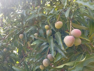 This image depicts a close-up view of a mango tree laden with fruit in Kola ward, Kenya. Numerous mangoes in various stages of ripeness are visible among dense green foliage. The mangoes are predominantly light green, with some exhibiting a reddish-pink blush, indicating partial ripening. They are spherical to oval-shaped and appear fuzzy or dusty. Several mangoes hang in clusters from branches, while others are solitary. The tree's leaves are elongated, dark to medium green, and have distinct veining. Bright sunlight filters through the canopy, creating areas of high contrast and some lens flare in the upper left portion of the frame. No individuals, animals, or other man-made objects are present in the scene.