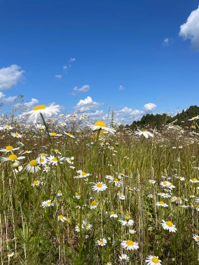 This image depicts a field of daisies under a bright blue sky with scattered white clouds. The foreground is dominated by a dense growth of green grass and a multitude of white daisies with yellow centers. Some of the daisies are in sharp focus, particularly in the lower half of the frame, while others recede into a softer blur. In the background, a line of dark green trees marks the horizon. The scene is likely a natural meadow or countryside, with no people or man-made structures visible. The specific location in Сям-Можга, Russia, is not visually identifiable from the image itself.