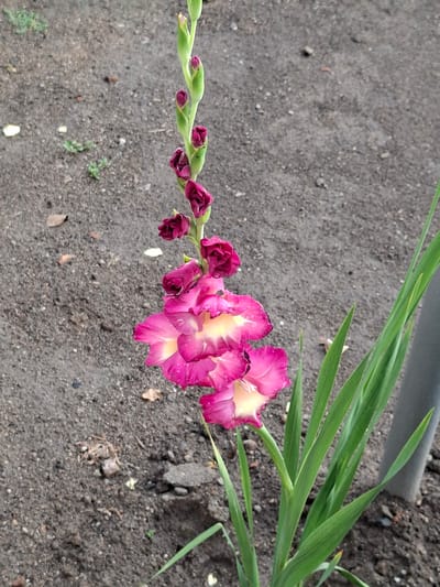 A close-up, vertical shot shows a gladiolus flower with vibrant pink and yellow petals blooming on a stalk with several deep red buds. The flower is wet, suggesting recent rain or watering, with visible water droplets on the petals. Long, green leaves emerge from the base of the stalk. The background consists of dark, dry soil with scattered small pebbles and a few brown leaves. A grey pole is visible on the right side of the image. The scene appears to be in a garden or outdoor planting area. There are no people or animals present. The location is identified as Manole, Bulgaria.