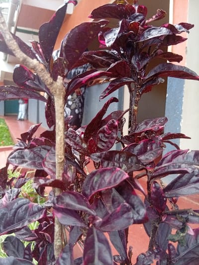 The image depicts an outdoor scene in Nyeri, Kenya, focused on a plant with dark reddish-purple leaves in the foreground. The plant's leaves are ovate, some displaying pinkish-red undersides or veins and minor speckling, and are supported by light-brown, woody stems. In the mid-ground, a reddish-brown tiled pathway is visible, extending from the left, with green grass or low vegetation bordering its left edge. Two individuals are partially visible in the background: one on the far left, mostly obscured and appearing to wear white attire, and another positioned behind the central plant, wearing a dark garment with a light pattern, their upper body and face largely out of view. The background features an orange-brown building wall or pillar, a lighter-colored overhead structure, and a white vertical downspout or conduit affixed to the building on the left, indicating a building's exterior corridor or patio area.