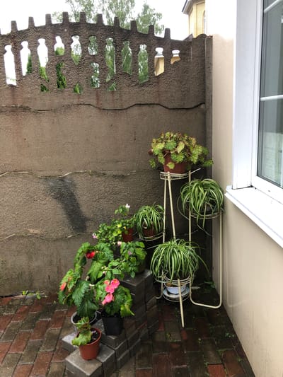 The image depicts an outdoor corner of a property, likely a backyard or patio, adjacent to a building with a white window frame. A rough-textured, grey concrete wall forms the backdrop, featuring a decorative cutout fence at the top. Several potted plants are arranged in this space.
On the left, against the wall and on stacked brick pavers, are various flowering plants. One has large green leaves with red accents and bright pink flowers. Another plant with green leaves and small pink flowers is also visible. A smaller potted plant with green leaves sits on a lower paver.
To the right, a white metal plant stand holds three different types of plants. The top shelf has a plant with bushy green and reddish-brown foliage in a brown pot. The middle and bottom shelves each contain a spider plant with long, striped green leaves in brown pots.
The ground is paved with reddish-brown bricks, appearing wet, suggesting recent rain. The overall environment appears to be a domestic setting, possibly in or around Safonovo, Russia, given the context provided. No people are present in the image.