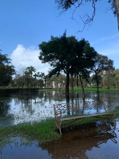 A serene scene unfolds with trees, some palm varieties, lining a flooded park. The water's surface reflects the sky, buildings, and foliage, creating a mirrored effect. An ornate metal park bench sits at the edge of the water, partially submerged. The sky is blue with scattered clouds, lending a peaceful and slightly surreal quality to the landscape.
