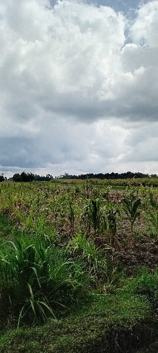 The image displays an expansive agricultural field located in Heni Village, Kenya. The sky is largely covered by dense, grey-white cumulus clouds, with isolated patches of lighter blue sky visible towards the top. The foreground is dominated by robust clumps of various green grasses and broad-leafed vegetation. Extending into the midground and background, the field features numerous young maize plants, arranged in discernible rows, interspersed with areas of dark, tilled soil and scattered weeds. The maize plants are in an early to mid-growth stage. The distant horizon is marked by a dense line of trees and foliage. No individuals, human actions, or man-made structures are observed within the frame.