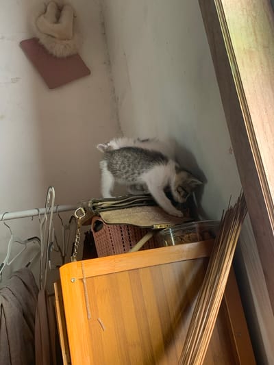 A kitten is exploring a cluttered shelf area. The kitten, with gray and white tabby markings, is perched on a beige handbag. It is reaching a paw out towards the side, appearing curious and active. Behind the kitten, a bundle of thin, wooden sticks, possibly brooms or reeds, leans against the wall. To the right, a light-colored wooden cabinet or drawer with horizontal slats is visible, with a part of its surface also seen in the foreground. Below the shelf, white clothes hangers are neatly arranged on a rack. A soft, light-colored object with fluffy trim, possibly a scarf or a plush toy, rests on a pinkish-purple rectangular item on the bottom shelf. The scene is indoors, with wooden beams forming the ceiling and a white wall. The lighting suggests it is daytime, but the exact time is not discernible. The overall impression is one of a playful kitten exploring its environment. No visible text is present in the image.