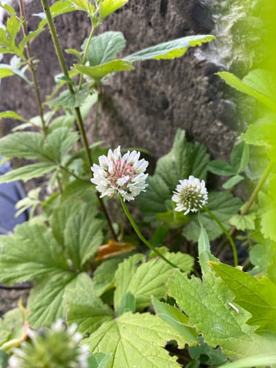 The image depicts white clover flowers with pink centers, nestled amongst lush green foliage. The plants are growing against a rough, grey stone wall, suggesting an outdoor environment, potentially in a park or garden setting within Ivano-Frankivsk, Ukraine. The lighting suggests it is daytime, with soft shadows indicating diffused sunlight. The focus is on the delicate details of the flowers and leaves, with the stone wall providing a textured, natural backdrop.