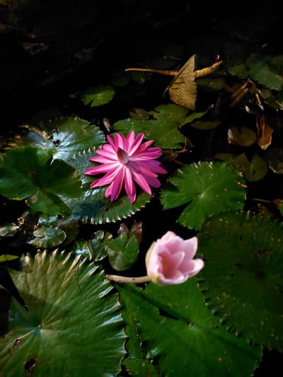 The image shows a close-up view of pink and white water lilies floating on dark water, surrounded by large green lily pads. One fully bloomed pink water lily is in the center of the frame, its petals spread open in a starburst pattern. To the lower right, a smaller, unopened bud of a pale pink water lily is visible, its petals tightly closed. The lily pads are prominent, with a deep green color and textured surfaces, some showing signs of wear or decay. The water is dark and reflective, with some scattered debris or fallen leaves visible on the surface. The lighting is dim, suggesting it may be nighttime or a shaded area, with the water lilies illuminated by an external light source that highlights their colors and textures. There are no people or animals visible in the image. The scene appears to be a still pond or water body.