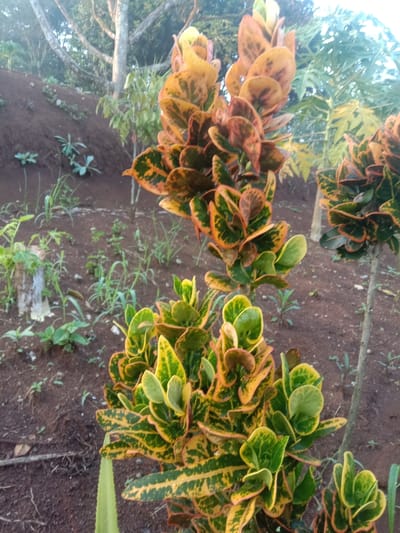The image depicts an outdoor horticultural scene in Bogor, Indonesia. The central focus is a Codiaeum variegatum (Croton) plant, displaying dense foliage with leaves variegated in shades of dark green, bright yellow, and brownish-orange. A second, taller Croton plant with similar coloration is positioned behind and to the left of the primary subject, extending towards the upper frame. A third, less distinct Croton plant is partially visible on the right. These plants are rooted in exposed reddish-brown soil, which is largely bare but shows scattered, sparse green herbaceous growth. The ground ascends into a gentle slope in the background. Prominent in the background are the light-colored trunks and branches of mature trees, with a bright sky visible above. A young plant, possibly a papaya tree, is also discernible in the right background. No human figures or specific activities are present.