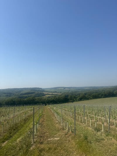 This media file depicts an agricultural scene, specifically a vineyard, under a clear blue sky. The image is oriented vertically, with the sky occupying the left half and the vineyard and surrounding landscape filling the right.

The vineyard is characterized by rows of young plants supported by stakes and what appear to be protective sleeves. The plants are spaced evenly, extending into the distance and creating a sense of ordered cultivation. The ground around the plants is covered in a mixture of grass and soil, with some areas appearing more dry and overgrown than others.

Beyond the vineyard, a dense line of trees forms a dark green boundary, suggesting a wooded area. Further into the background, rolling hills and fields are visible, hinting at a rural or semi-rural location. The overall impression is one of a sunny day, likely during the warmer months, given the lush greenery and clear sky. There are no visible people or specific objects of interest apart from the vineyard infrastructure. The absence of text and the natural setting offer no specific clues about the time of day beyond it being daylight, or the exact season. The scene evokes a sense of peaceful agricultural activity.