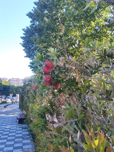 The image depicts an outdoor urban landscape in Sarıyer, Turkey, characterized by abundant vegetation and a paved pedestrian area under a clear blue sky. In the foreground and mid-ground on the right, a Callistemon (bottlebrush) shrub is prominently featured, displaying multiple bright red, brush-like flowers and numerous dark, woody seed pods amidst its elongated green leaves, some with a silvery-green hue. To the left, a checkered pedestrian pathway, composed of alternating light and dark gray square pavers, extends into the distance. A dark wooden slatted bench is positioned next to the path, embedded within a dense green hedge that runs parallel to the walkway. Dark, rounded bollards line the edge of the path to the left. In the background, large green trees with dappled sunlight visible through their canopy rise above the scene. Distant urban buildings with reddish-brown roofs are visible on the horizon. No people are present in the image. The scene is illuminated by natural daylight.