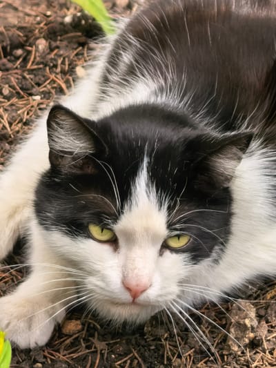 A black and white cat with green eyes is lying on the ground. The cat is in the foreground, with its head slightly tilted and its eyes looking towards the camera. The background is out of focus and appears to be dirt and dry leaves. There is a small yellow flower in the bottom left corner of the image. The scene is well-lit, with natural light illuminating the cat's fur and features. The location is the city of Sterlitamak, Russia.