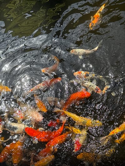 The image shows a close-up, overhead view of a school of koi fish swimming in dark, rippling water. The water reflects sunlight, creating bright, shimmering patterns on the surface. The koi are of various colors, including orange, white, black, and yellow, with some fish displaying intricate patterns. They are densely packed, with some fish swimming just below the surface and others at a deeper level. The scene suggests a pond or a body of water where these ornamental fish are kept. The location is identified as Koh Phangan, Thailand, which is known for its tropical environment and natural beauty. The image does not contain any people or specific structures, focusing solely on the aquatic life and the interplay of light and water.