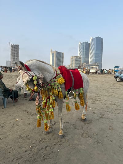 A white horse decorated with red cloth and green and gold tassels stands on a sandy beach. The horse is adorned with a blanket-like red covering over its back and a decorative bridle. Several strands of green pom-poms and gold tassels hang from the bridle and around the horse's head and neck. A man, partially visible, is seated on the sand near the horse. In the background, a line of people and various carts and stalls are visible, suggesting a bustling market or gathering. Further back, a line of modern, tall buildings dominates the skyline, indicating an urban setting adjacent to the beach. The sky is clear and bright, suggesting it is daytime. The scene appears to be in Saddar Town, Pakistan, a location known for its coastal areas and urban development.