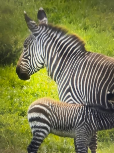 The image shows two zebras in a grassy field, one adult and one foal. The adult zebra is on the left, facing left, and its head and part of its body are visible. The foal is in front of the adult zebra, facing left, and its entire body is visible. Both zebras have black and white stripes. The background is a blur of green grass. There is no information in the image to suggest a location in Casablanca, Morocco.