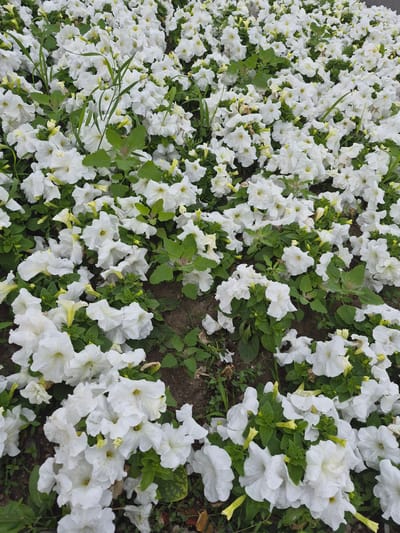 A dense planting of white petunias fills the frame, viewed from a slightly elevated, oblique angle. The flowers, with their delicate, trumpet-shaped blooms and green foliage, carpet the ground. Patches of dark soil are visible between the dense clusters of flowers. A few blades of grass and some weeds are interspersed within the petunia bed. The scene appears to be an outdoor flower bed in a public space, possibly a park or a decorative planting area in the city of Khabarovsk, Russia. No people or animals are present in the image. The lighting suggests it is daytime, with no harsh shadows.