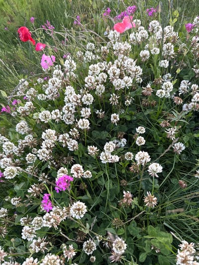 The image captures a vibrant, close-up view of a diverse patch of wildflowers and green foliage, likely in a meadow or natural area in West Vancouver, Canada. The scene is dominated by numerous white clover flowers (Trifolium repens), forming dense, spherical clusters that are scattered throughout the frame. Many of these white blooms are fresh, while others show hints of browning, indicating various stages of their lifecycle.
Interspersed among the white clover and lush green leaves are several clusters of bright pink and magenta flowers, possibly a type of campion (such as Silene dioica), which add pops of vivid color. Towards the left of the image, two larger, delicate red and soft pink blooms, resembling poppies, stand out against the green backdrop. One appears to be a vibrant red bud or partially opened flower, while the other is a softer pink and more fully unfurled.
The background consists of a dense tapestry of green leaves and slender grass blades, providing a rich, natural texture. The lighting appears soft and diffused, suggesting an overcast day or indirect light, as there are no harsh shadows. The image focuses entirely on the flora, presenting a static scene of natural beauty and biodiversity. There are no people, objects, or visible text.