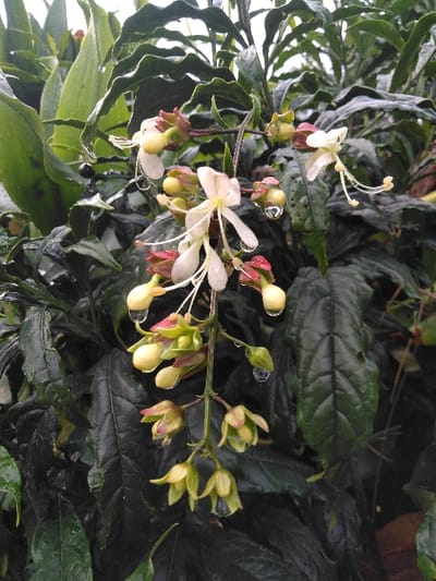 The image depicts a flowering plant species in the city of Chan-Nua, Laos. A central stem exhibits a pendulous cluster of developing buds and open flowers. The open flowers are white to creamy-white with distinct elongated stamens. Numerous buds, varying from light yellow to reddish-green, are visible in various stages of development along the stem. The foliage consists of dark green, textured leaves. Multiple clear water droplets adhere to the petals, buds, and leaf surfaces. No human presence or other subjects are discernable.