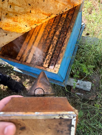 The image depicts a close-up view of a blue beehive in an outdoor setting, possibly in Kaolinovo, Bulgaria. Smoke is being introduced into the hive from a beekeeping smoker, the nozzle of which is visible in the foreground, held by a person's hand. Numerous bees are visible both on the frames within the hive and on the protective netting covering the top. The environment surrounding the hive appears to be grassy with some weeds and possibly bricks or concrete blocks supporting the hive. The overall scene suggests a beekeeping activity in progress.