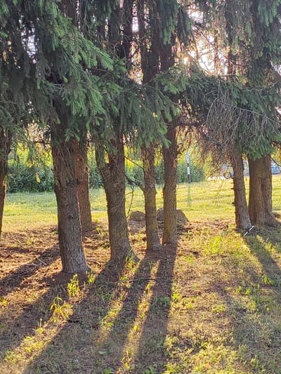 The image depicts a line of spruce trees in a park-like setting, likely Hrodna, Belarus. The trees are densely packed, with their branches creating a canopy that allows sunlight to filter through, casting long shadows on the ground. The sun appears to be low in the sky, suggesting either early morning or late afternoon. The ground is covered with grass and scattered pine needles, with some patches of dry leaves. In the background, there is a dense line of greenery, possibly bushes or smaller trees, and further back, a faint glimpse of a road and what might be a parked vehicle. The light filtering through the trees gives the scene a warm, serene atmosphere. The focus is on the textures of the tree bark and the interplay of light and shadow on the forest floor. No people are visible in the image, and there is no discernible text.