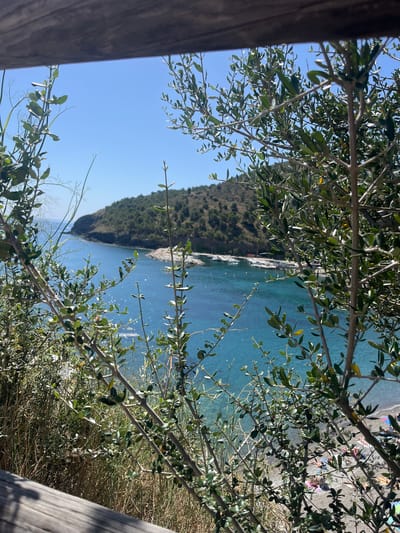The image is a scenic view of a bay in Colera, Spain, framed by branches and foliage. In the foreground, the blurred branches of an olive tree with small green leaves partially obscure the view. A wooden railing is visible at the bottom left and top of the frame, suggesting this is a viewpoint or balcony. The middle ground reveals a tranquil blue bay with calm water, dotted with several white boats anchored near a shore lined with green, tree-covered hills. The coastline curves around the bay, forming a natural harbor. A small beach is visible on the right side of the bay, with a few beachgoers in colorful attire sunbathing or relaxing on the pebble-strewn shore. The sky is a clear, bright blue, indicating a sunny day. The overall impression is one of a peaceful coastal landscape.