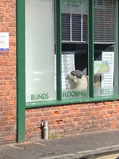 The image shows a shop window with "Malby's of Chester" written at the top of the window. The window displays the words "BLINDS", "FLOORING", and "BEDS" in green text. Inside the window, a stuffed sheep wearing a dark beanie is visible. There are also horizontal blinds visible behind the sheep and a display of what appears to be flooring samples or marketing material for flooring. The shop is situated on a brick building, and the pavement in front of the shop is visible, along with a drainpipe attached to the wall. The sun is shining, casting shadows and highlighting the textures of the brickwork. The shop is located in Chester, United Kingdom, as indicated by the text on the window.