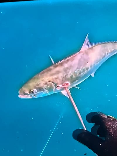 A fish, speared through its side, is suspended in clear blue water. A gloved hand, likely belonging to a diver, is visible in the lower right corner of the frame, holding the spear. The fish appears to be a pelagic species, possibly a type of amberjack or kingfish, with a streamlined body and prominent fins. The water is bright and appears to be illuminated, suggesting it is daytime or that artificial lighting is being used. There are small, light-colored particles or bubbles suspended in the water, indicating some level of activity or disturbance. The overall impression is of an underwater hunting scene. There is no information in the image to suggest a location in Casablanca, Morocco.