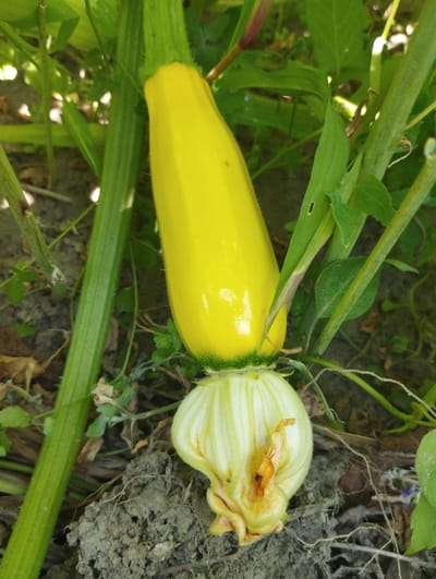 A close-up shot focuses on a developing yellow squash plant with a single squash emerging from a large, white blossom. The squash is a bright yellow, elongated, and smooth, with fine hairs visible along its surface. The blossom beneath it is partially open, revealing delicate white petals and a dried, orange-brown pistil. The plant's thick, green stem, ridged with vertical lines, runs vertically up the left side of the frame. Surrounding the plant are various green leaves, some of which are partially obscured by the squash and blossom. The ground beneath the plant consists of dry, dark soil with visible roots and scattered brown, dried leaves. The lighting suggests a sunny day, casting subtle highlights on the squash and creating dappled shadows among the foliage. The image appears to be an outdoor shot, likely in a garden or agricultural setting. The location is identified as Voroshylivka, Ukraine. There are no people or animals present in the image.