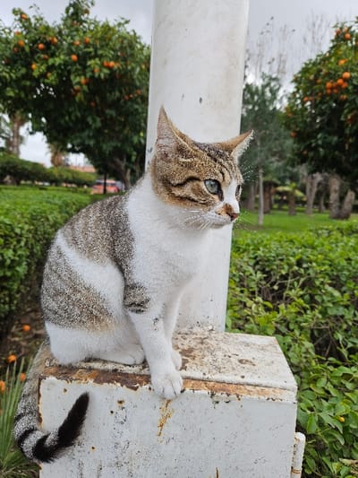 A brown and white tabby cat sits atop a weathered white structure outdoors. The cat's gaze is directed upwards, its ears perked. Lush green foliage and trees are visible in the background, with some trees bearing ripe oranges. The cat's tail, striped with black and brown, hangs down the side of the structure. The weathered surface has visible rust spots and imperfections.