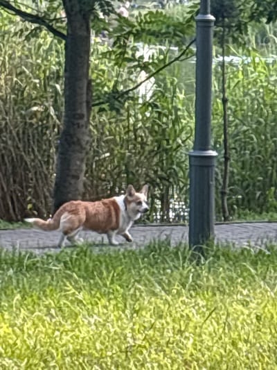 A tan and white Corgi is walking on a paved path in front of dense green foliage. A dark gray lamppost stands to the right of the dog. The path appears to be made of grey, interlocking stones. The dog is mid-stride, with its tail held high and its head turned to the right. The dog's fur is a mix of tan and white, with darker markings on its back. The foliage behind the dog is lush and green, with some areas appearing lighter due to sunlight. The lamppost is tall and slender with a decorative band near its top. The foreground is filled with bright green grass. The scene suggests a park or outdoor area.