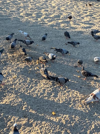The image depicts a flock of pigeons gathered on a sandy or pebbly surface, possibly a beach or park, in Alanya, Turkey. The ground is textured with small grains and illuminated by sunlight, creating dappled shadows. Several pigeons are actively foraging, pecking at scattered food items, which appear to be small crumbs or seeds. Other pigeons are standing or walking. One pigeon in the foreground is partially visible from the chest up, with its head turned to the left. Another pigeon in the lower right corner is mostly visible, showing its body and tail feathers with brown and white markings. The overall scene is one of avian activity in an outdoor urban environment.