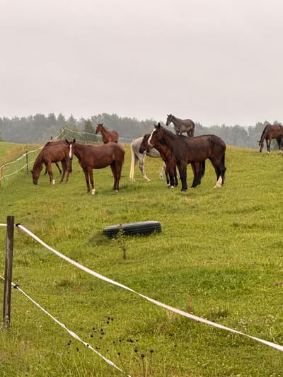 A herd of eight horses is grazing in a grassy pasture. The horses are of various breeds and colors, including brown, gray, and white. The pasture is surrounded by a forest and the sky is overcast. There is a white electric fence running through the pasture. In the foreground, there is a black tire on the ground and a wooden fence post. The scene appears to be located in the city of Galinė, Lithuania.