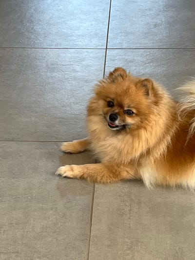 A tan Pomeranian dog lies on a grey tiled floor. The dog is positioned in the upper right quadrant of the image, with its head tilted towards the viewer. The floor consists of large, square tiles separated by dark grout lines.
I cannot provide the exact location of the image within the city of Chambœuf, France, as the image does not provide enough information to pinpoint the location.