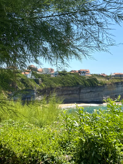 In Biarritz, France, a coastal view is presented through the branches of a feathery evergreen tree in the foreground. The scene looks out over a grassy cliff face, with buildings topped with red tile roofs visible along the top. Below the cliff, a sandy beach meets the turquoise waters of the ocean, with gentle waves lapping at the shore. The sky above is a clear, bright blue. The foreground is filled with lush green vegetation, including bushes and tall grasses. The overall impression is one of a serene and beautiful summer day at the seaside.