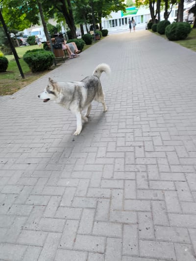 A husky dog runs across a paved walkway in a park. The dog is gray and white with erect ears and a bushy tail. The walkway is made of light gray rectangular bricks laid in a herringbone pattern. Lush green trees with full canopies line the right side of the walkway, casting dappled shadows on the ground. In the background, several people are visible. On a bench to the left, two people are sitting, one wearing a striped dress and the other a dark top. Further down the walkway, two people are walking away from the camera. A white building with dark windows and a green awning is visible in the distance, with the text "LD MARKET" on it. The time of day appears to be daytime, likely afternoon, given the shadows. The weather seems pleasant, with the trees suggesting it's not winter. The scene is a public park, possibly in Chișinău, Moldova, given the location context. The overall mood seems relaxed and casual, with the dog enjoying its run.