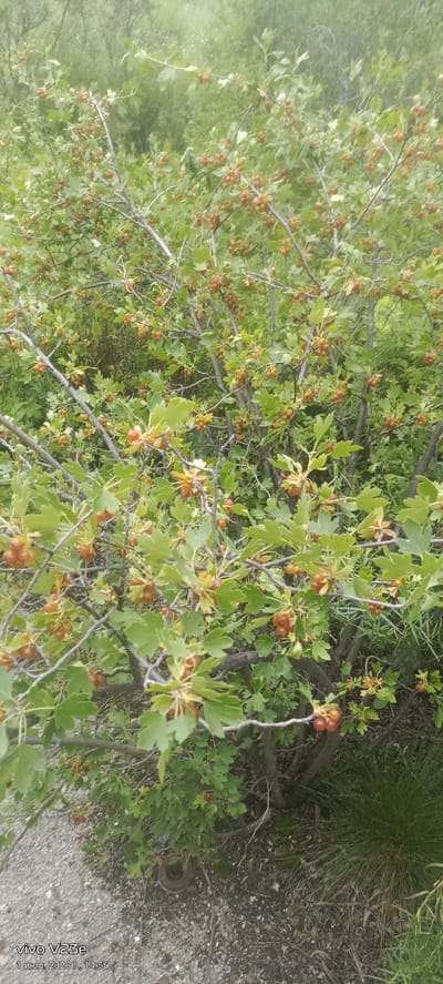 A close-up, eye-level shot focuses on the branches of a shrub laden with small, orange-red berries. The berries are clustered along thin stems, interspersed with green, lobed leaves. The shrub is dense, with many branches creating a tangled appearance. The background is a soft blur of green foliage, suggesting more vegetation or trees further away. The ground beneath the shrub is covered with dry leaves, twigs, and small stones. In the lower left corner, a timestamp reads "vivo V23e 1 июл. 2026 г., 14:56". The scene appears to be outdoors, likely in a natural or semi-natural setting, consistent with a location in the city of Troitskoe, Kazakhstan.