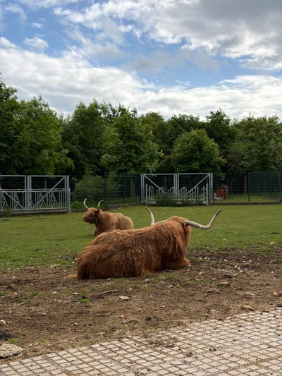 Two Highland cattle are grazing in a grassy area adjacent to a paved walkway. The location is Esch-sur-Alzette, Luxembourg. The cattle, characterized by their long shaggy coats and curved horns, are positioned near a metallic structure. Lush trees are in the background, and a cloudy sky is overhead.