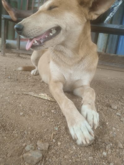 A tan dog with white paws is lying on the ground. The dog's mouth is open, showing its tongue and teeth. The background appears to be an outdoor area with gravel on the ground and some metal fencing. A person's leg is visible in the upper left corner of the image. The scene is likely in Television, Nigeria, based on the request.